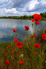 Obraz premium A colorful field of red poppies in full bloom, captured in a natural setting with soft, warm light and vibrant tones.