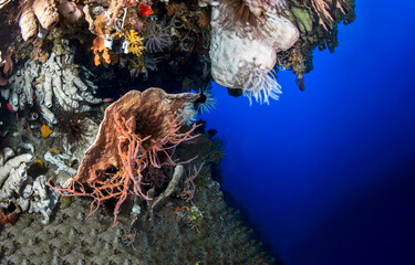 Underwater coral fish in the sea