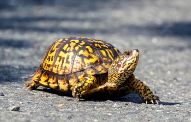 Turtle closeup. turtle on the rocks