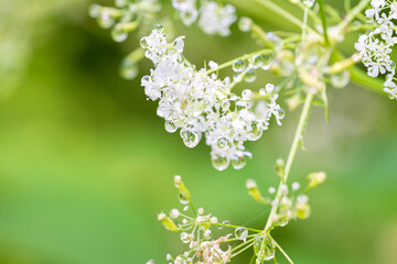 Fototapeta premium 朝日を受けて輝く、水滴を纏った植物のイメージ 
