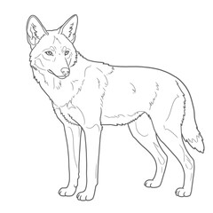 Ethiopian Wolf – Canis simensis. Wolf animal sketch standing proudly on grassy terrain. Wildlife drawing concept
