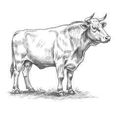 A detailed sketch of a bull standing on a grassy field. The black-and-white illustration highlights the animal's muscular build, suitable for farm and rural themes