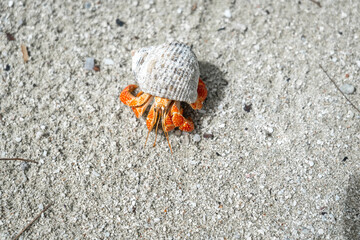 Hermit crab on a white sand beach in Maupiti, French Polynesia