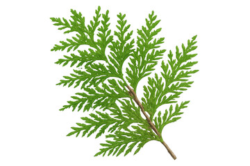 Fototapeta premium Green thuja branch close-up, revealing intricate needles and textures, highlighting botanical details against pristine white backdrop