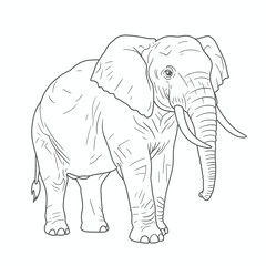 African Forest Elephant – Loxodonta cyclotis. A detailed sketch of an elephant showcasing long striking tusks and a textured trunk. The black-and-white artwork highlights the animal's powerful