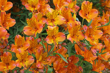 Bed of orange and yellow Peruvian lily blooms, Sussex England
