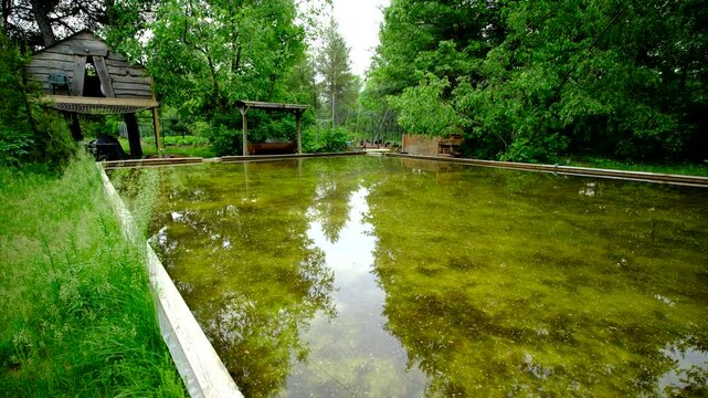 Wide angle shot of dirty green water in melted home made back yard ice rink left as water reservoir for vegetable plants and occupied by frogs - tree house in the background