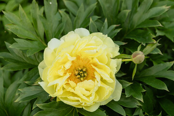 Beautiful yellow peony flowers in full bloom with ruffled petals and bright orange centers. Soft...
