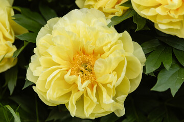 Beautiful yellow peony flowers in full bloom with ruffled petals and bright orange centers. Soft...