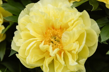 Beautiful yellow peony flowers in full bloom with ruffled petals and bright orange centers. Soft...