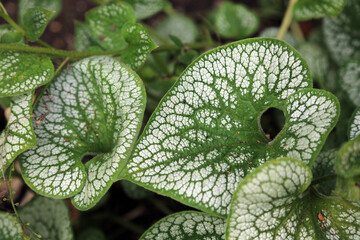 Closeup of Siberian bugloss leaves, Sussex England
