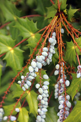 Macro image of Beal's Mahonia berries, Sussex England
