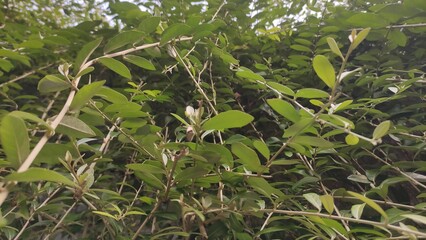 Photography documentation of dense leaves such as curtains, compact texture and drooping decoration...
