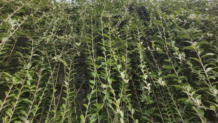 Photography documentation of dense leaves such as curtains, compact texture and drooping decoration...