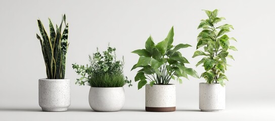 Fototapeta premium Four potted plants in speckled white containers against a minimalist white background; varied foliage