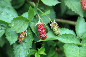 Macro image of three blackberries in early summer, Sussex England
