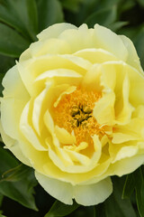 Single yellow peony flower in full bloom with layered ruffled petals and golden center. Close-up macro shot showing delicate petal texture against soft green foliage background.
