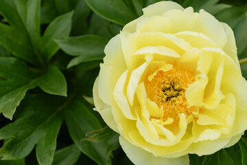 Single yellow peony flower in full bloom with layered ruffled petals and golden center. Close-up macro shot showing delicate petal texture against soft green foliage background.