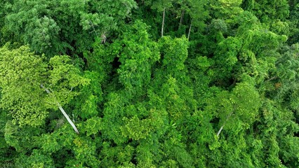 Aerial drone view of dense tropical forest abundant with green trees producing oxygen essential for...