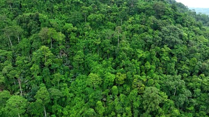Aerial drone view of dense forest illustrating how trees produce fresh air by filtering pollutants and releasing oxygen, crucial for healthy ecosystems and human life. Thailand.
