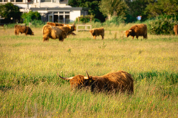 Highlander cows, in the field of Lentevreugd, Wassenaar. The Netherlands