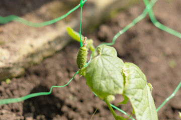 Young cucumber plant growing with small developing fruits and green leaves on support net. Fresh organic vegetable garden showing early cucumber growth stage in natural environment.