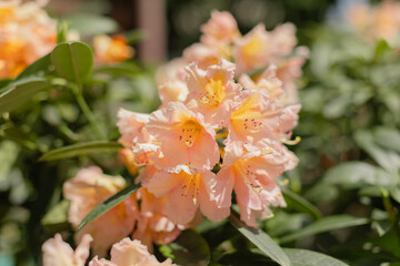 Beautiful peach-colored azalea flowers in full bloom with delicate ruffled petals and prominent stamens. Soft natural lighting highlights the tender texture against green foliage.