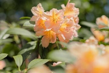 Beautiful peach-colored azalea flowers in full bloom with delicate ruffled petals and prominent...
