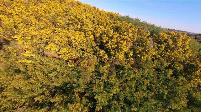 Golden yellow flowers and lush green foliage fill the hillsides of Tanneron, France