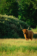 Highlander cows, in the field of Lentevreugd, Wassenaar. The Netherlands