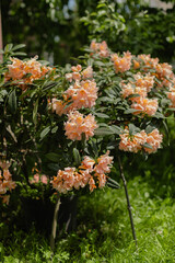 Beautiful peach-colored azalea flowers in full bloom with delicate ruffled petals and prominent...