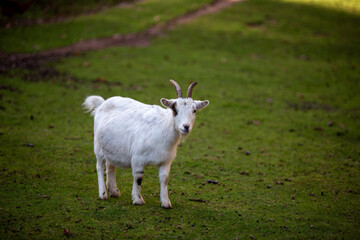 Fototapeta premium White goat stands in green field during daylight near path in rural setting