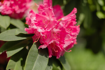 Vibrant fuchsia pink azalea flowers in full bloom with delicate ruffled petals and bright stamens. Natural lighting showcases the rich color against soft green foliage background.