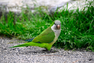 Monk parakeet sitting on the roadside // M&ouml;nchssittich (Myiopsitta monachus)