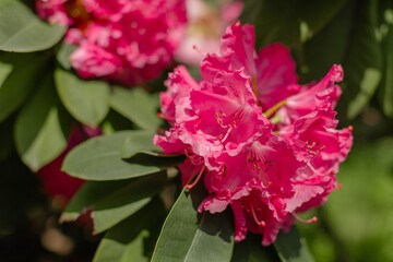 Vibrant fuchsia pink azalea flowers in full bloom with delicate ruffled petals and bright stamens....