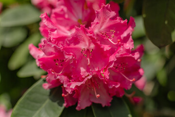 Vibrant fuchsia pink azalea flowers in full bloom with delicate ruffled petals and bright stamens....