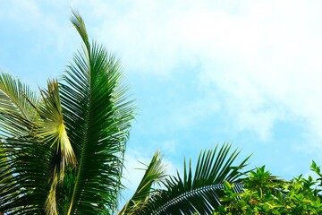 Green crown trees view from below into the sky. Green crown of trees against the sky. View of the...
