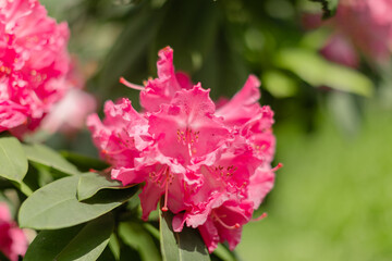 Vibrant fuchsia pink azalea flowers in full bloom with delicate ruffled petals and bright stamens....