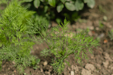 Fresh green dill herb growing in garden with delicate feathery leaves and small white flowers. Close-up view of aromatic culinary plant with fine needle-like foliage.