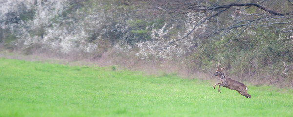 Roe deer buck leaping to impress an opponent in order to acquire a territory in a plain. Capreolus...