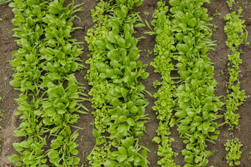 Top view of rows of young green leafy vegetables growing in garden soil. Organic farming and healthy food concept, perfect for gardening, agriculture, or eco lifestyle visuals.