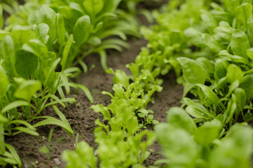 Fresh green salad and spinach growing in neat rows in the garden soil. Organic vegetable patch captured from a side angle, ideal for sustainable farming and gardening visuals.