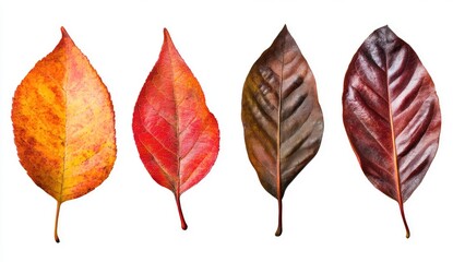 Four autumn leaves, varying in color from vibrant orange-yellow to deep maroon-red, isolated on white