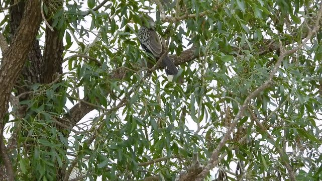 Wide shot of two Southern red-billed hornbill sitting in a tree during the day at Kruger National Park in Limpopo and Mpumalanga in northeastern South Africa