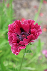 Macro image of a purple Oriental Poppy flower, Sussex England
