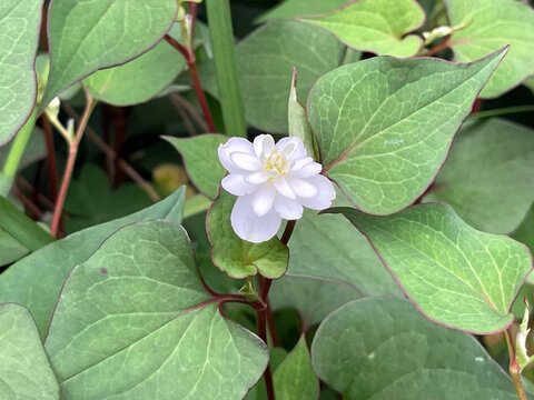 神田川5月：ヤエノドクダミの花 2025/5/19