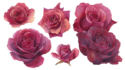 Fototapeta premium Watercolor Pink and Burgundy Roses Collection on Transparent Background, PNG