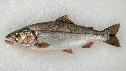 A fresh fish resting on a bed of ice with silver scales and brown fins and a white background