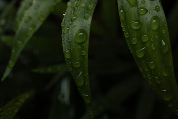 Dark green leaves covered in raindrops after a fresh rain