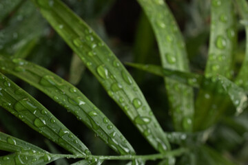 Dark green leaves covered in raindrops after a fresh rain